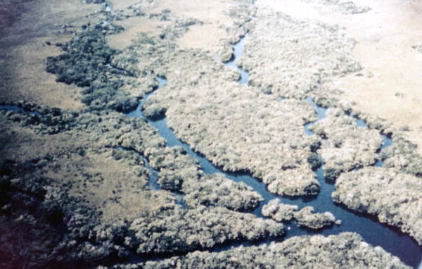 Aerial view of mangrove in the Everglades National Park.